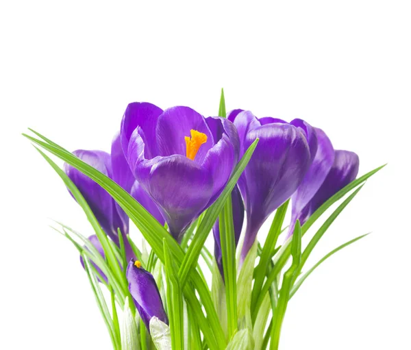 Nahaufnahme von schönen Krokussen auf weißem Hintergrund - frische Frühlingsblumen. violette Krokusblüten Strauß. (Selektiver Fokus) — Stockfoto