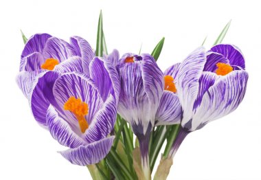 Beyaz arka planda - taze bahar çiçekleri güzel Iridaceae kapatın. Menekşe bitkisi çiçeği buketi. (seçici odak)