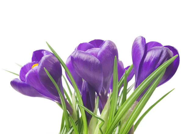 Gros plan de beau crocus sur fond blanc fleurs de printemps fraîches. Bouquet de fleurs de crocus violet. (ciblage sélectif ) — Photo