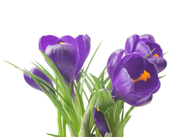 Perto do belo croco no fundo branco - flores de primavera frescas. Buquê de flores de croco violeta. (foco seletivo ) — Fotografia de Stock