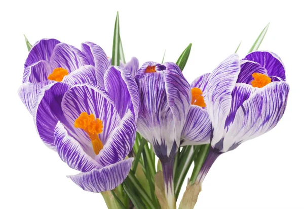 El primer plano del azafrán hermoso sobre el fondo blanco - las flores frescas primaverales. Ramo de flores de cocodrilo violeta. (enfoque selectivo ) — Foto de Stock