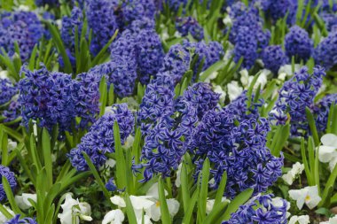 Çiçekli mavi sümbül (Hyacinthus orientalis) ve beyaz ibne çiçek bitkiler büyüme flowerbed. Çiçek arka plan, Bahçe. Bahar tatil kartı, çiçek arka plan. Seçici odak