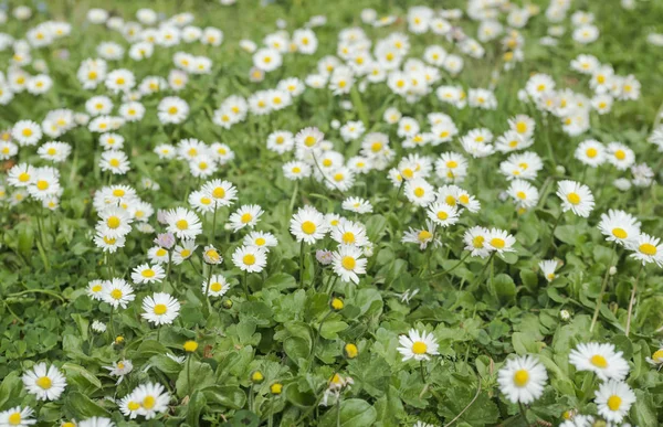 Beautiful white daisy flower background. Bright chamomiles , camomiles meadow. Summer in the garden. Selective focus — Stock Photo, Image