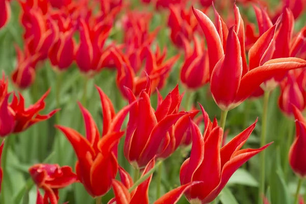 Tulipán de flor, fondo floral, jardinería. Tarjeta de vacaciones pring, fondo floral. Tarjeta de vacaciones de primavera, fondo floral. Flor de tulipán de flor roja abierta en el jardín. Enfoque selectivo —  Fotos de Stock