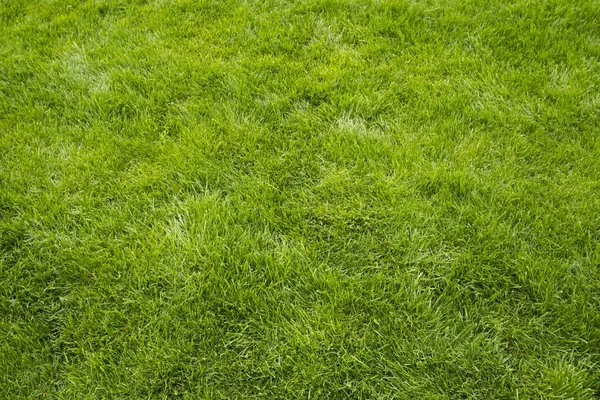 Textura da grama, fundo do gramado de verão. Grama recém-cortada verde, espaço de cópia, pano de fundo — Fotografia de Stock