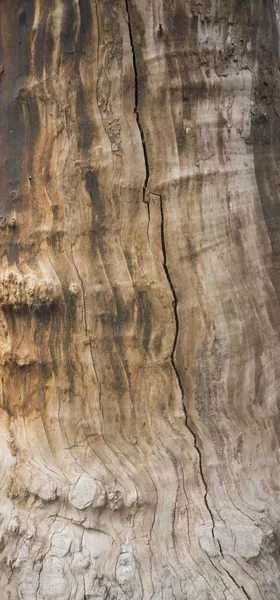 Textura de madera marrón oscuro y primer plano de fondo. Superficie rústica de madera vieja. Piel la corteza de un árbol que rastrea el agrietamiento . — Foto de Stock