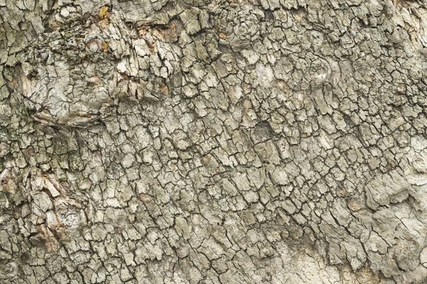 Naturliga trädets bark planka konsistens. Obehandlade naturliga rustikt trä bakgrund, grov timmer växt yta. Väderbitna grunge. Bakgrundsstruktur trädet bark. — Stockfoto