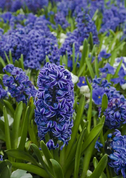 Jacinto azul floreciente (Hyacinthus orientalis) y plantas de flores blancas en el macizo de flores. Fondo floral, jardinería. Tarjeta de vacaciones de primavera, fondo floral. Enfoque selectivo —  Fotos de Stock