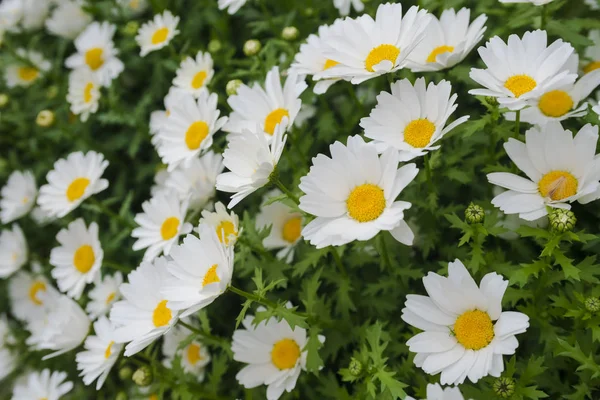 Vackra vita prästkrage blomma bakgrund. Ljusa chamomiles, camomiles äng. Sommaren i trädgården. Selektivt fokus — Stockfoto