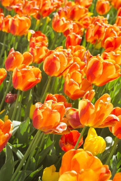 Tulipán de flor, fondo floral, jardinería. Tarjeta de vacaciones pring, fondo floral. Flor de tulipán de flor roja abierta en el jardín. Enfoque selectivo —  Fotos de Stock