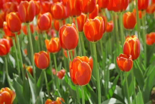 Blossom tulip, floral background, gardening. Spring holiday card, floral background. Open red blossom tulip flower in garden. Selective focus — Stock Photo, Image