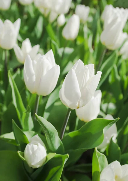 Hermosos tulipanes blancos de cerca. Fondo de flores. Diseño de paisaje de jardín de verano. Tarjeta de vacaciones de primavera, fondo floral. Enfoque selectivo —  Fotos de Stock