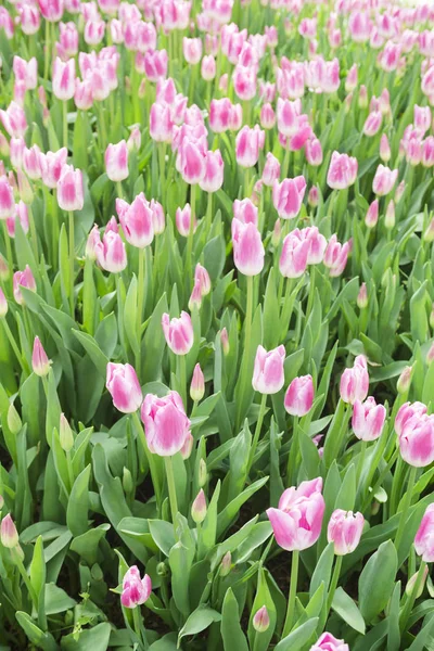 Tulipán de flor, fondo floral, jardinería. Tarjeta de vacaciones de primavera, fondo floral. Flor de tulipán rosa abierta en el jardín. Enfoque selectivo —  Fotos de Stock