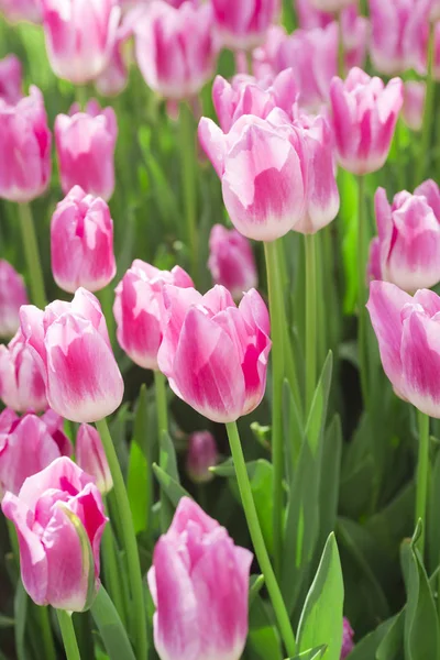 Blossom tulip, floral background, gardening. Spring holiday card, floral background. Open pink blossom tulip flower in garden. Selective focus — Stock Photo, Image