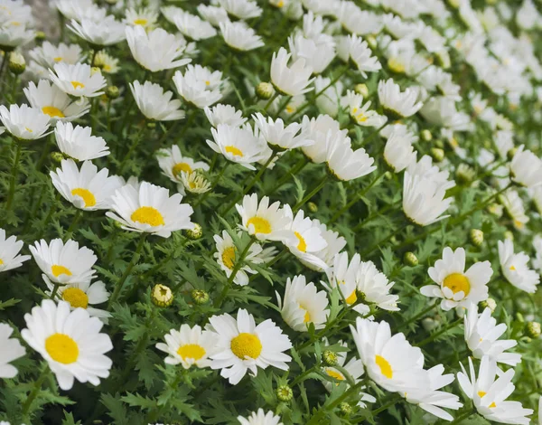 Güzel beyaz papatya çiçek arka plan. Parlak chamomiles camomiles çayır. Yaz aylarında Bahçe. Seçici odak — Stok fotoğraf