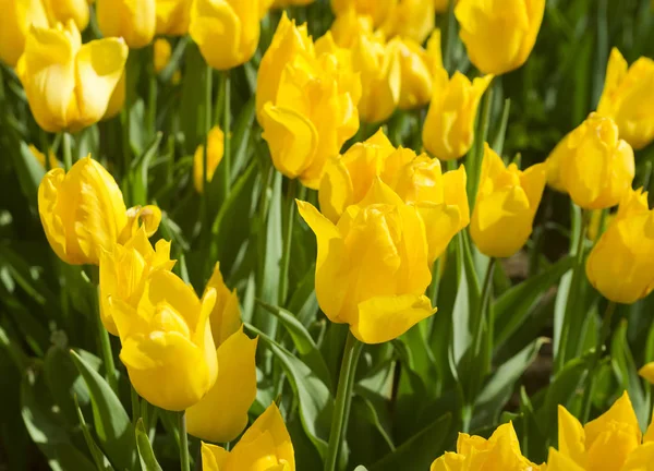 Hermosos tulipanes amarillos floreciendo en el jardín. Mucho fondo de flores amarillas. Tarjeta de felicitación festiva de primavera, fondo floral. Enfoque selectivo —  Fotos de Stock