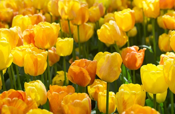 Beautiful yellow tulips blooming in the garden. Plenty of yellow flower background. Spring festive greeting card, floral background. Selective focus — Stock Photo, Image