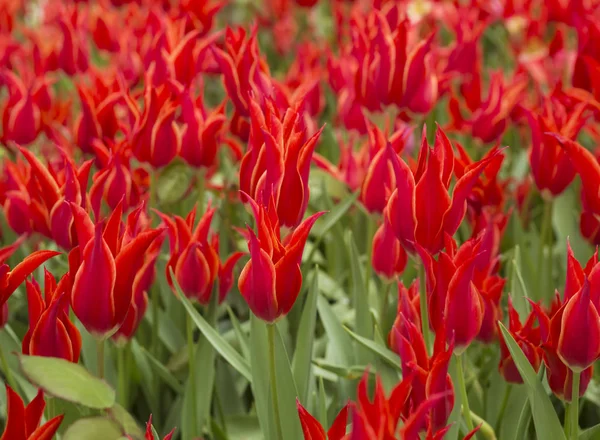 Tulipán de flor, fondo floral, jardinería. Tarjeta de vacaciones pring, fondo floral. Flor de tulipán de flor roja abierta en el jardín. Enfoque selectivo —  Fotos de Stock
