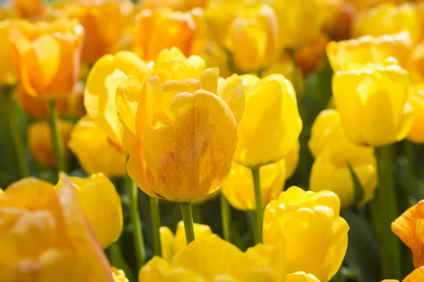 Hermosos tulipanes amarillos floreciendo en el jardín. Mucho fondo de flores amarillas. Tarjeta de felicitación festiva de primavera, fondo floral. Enfoque selectivo —  Fotos de Stock