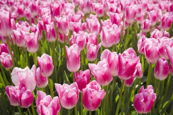 꽃 튤립, 꽃 배경, 원 예입니다. 봄 휴일 카드, 꽃 배경입니다. 오픈 핑크 꽃 정원에서 튤립 꽃입니다. 선택적 초점 — 스톡 사진