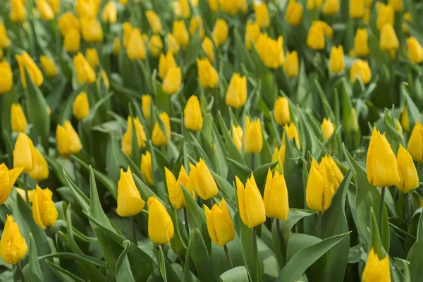 Bellissimi tulipani gialli che sbocciano nel giardino. Un sacco di sfondo giallo fiore. Biglietto di auguri festivo di primavera, sfondo floreale. Focus selettivo — Foto Stock