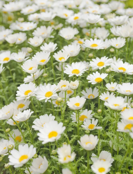 Beautiful white daisy flower background. Bright chamomiles , camomiles meadow. Summer in the garden. Selective focus — Stock Photo, Image