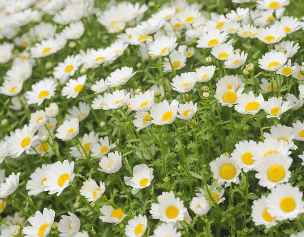 Beautiful white daisy flower background. Bright chamomiles , camomiles meadow. Summer in the garden. Selective focus — Stock Photo, Image