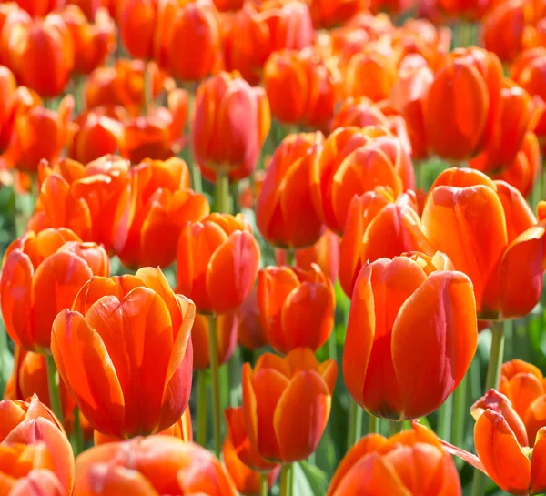 꽃 튤립, 꽃 배경, 원 예입니다. 봄 휴일 카드, 꽃 배경입니다. 오픈 붉은 꽃 튤립 꽃 정원에서. 선택적 초점 — 스톡 사진