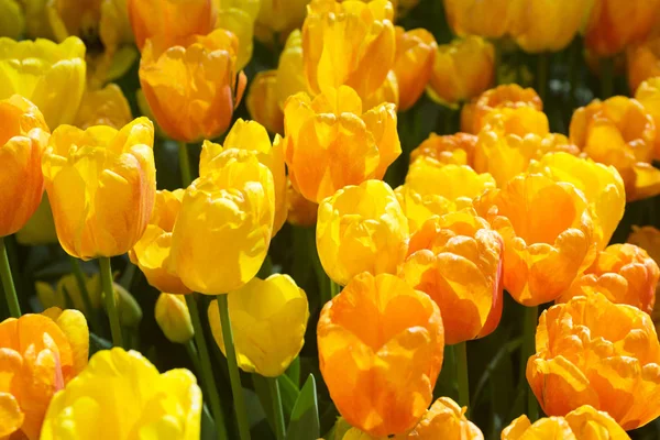 Hermosos tulipanes amarillos floreciendo en el jardín. Mucho fondo de flores amarillas. Tarjeta de felicitación festiva de primavera, fondo floral. Enfoque selectivo — Foto de Stock