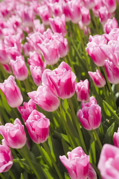 Blossom tulip, floral background, gardening. Spring holiday card, floral background. Open pink blossom tulip flower in garden. Selective focus — Stock Photo, Image