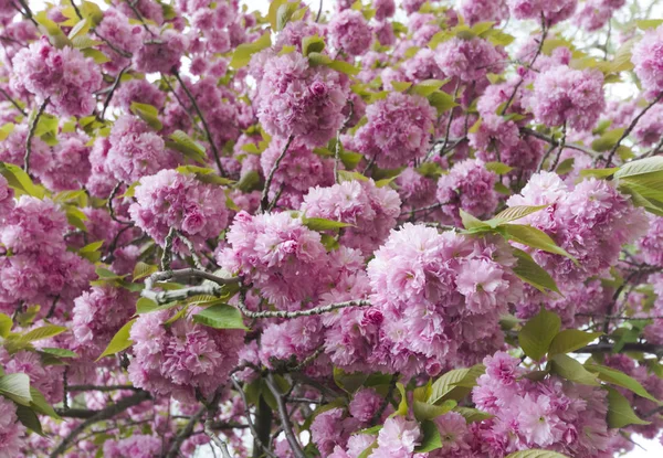Sakura. Άνθη κερασιάς της Ιαπωνίας. Ροζ άνοιξη blossom φόντο. Μητέρες ημέρα, καλοκαίρι και την άνοιξη, φύση, ημέρα του Αγίου Βαλεντίνου, γάμος. Επιλεκτική εστίαση — Φωτογραφία Αρχείου
