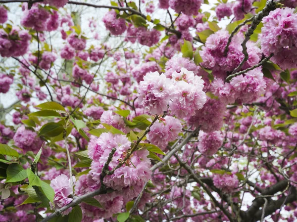 Sakura. Άνθη κερασιάς της Ιαπωνίας. Ροζ άνοιξη blossom φόντο. Μητέρες ημέρα, καλοκαίρι και την άνοιξη, φύση, ημέρα του Αγίου Βαλεντίνου, γάμος. Επιλεκτική εστίαση — Φωτογραφία Αρχείου