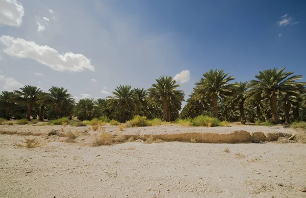Vista perspectiva de palmeiras. Palm Grove no dia ensolarado de verão em um contexto do céu azul — Fotografia de Stock