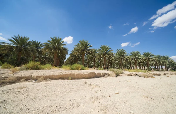 Palm bomen perspectief bekijken. Palm grove in het zonnige zomerdag op een achtergrond van blauwe hemel — Stockfoto