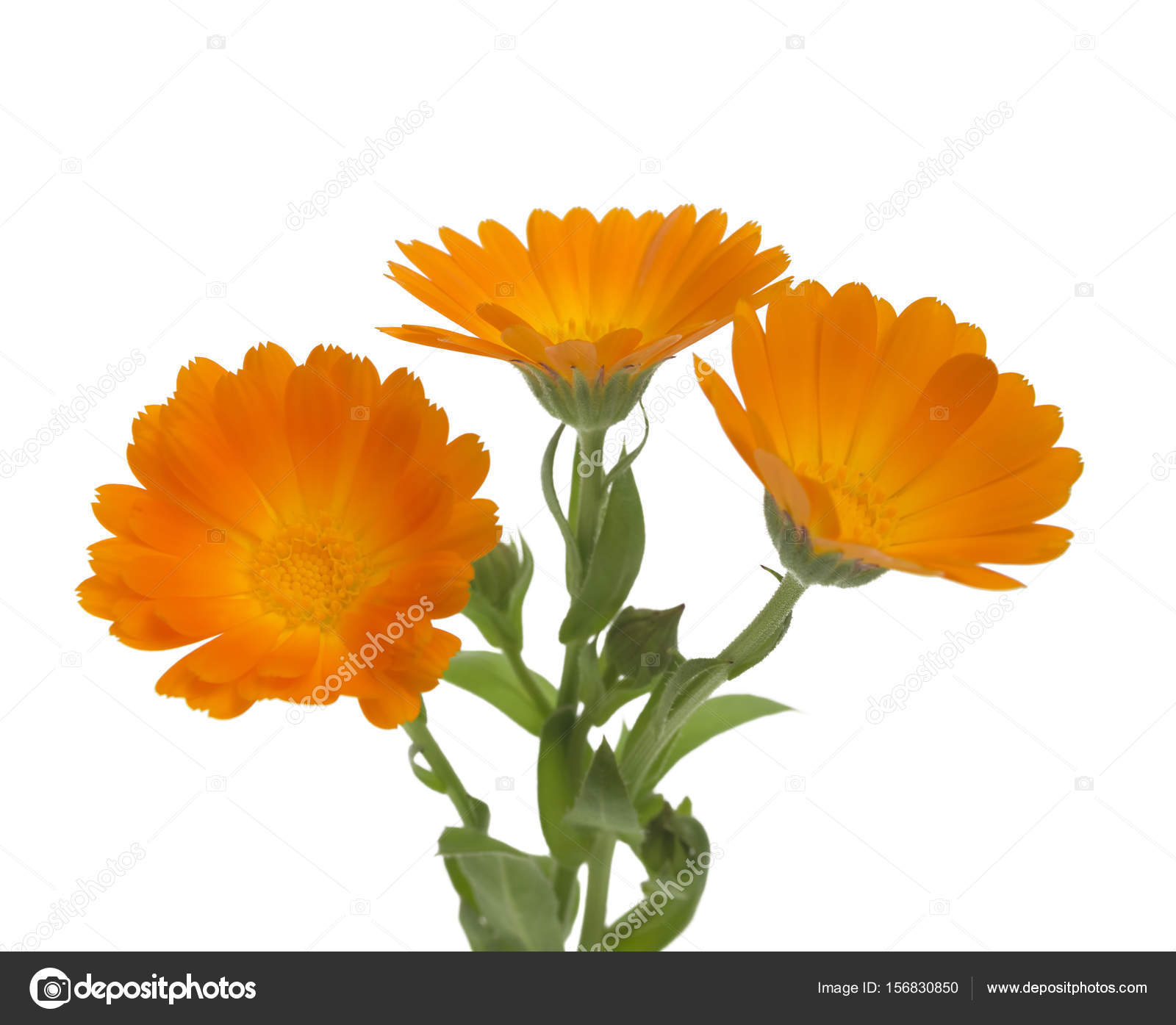 テキストのためのスペースと 白地に葉キンセンカ カレンデュラ オフィシナリス ポットマリーゴールド 庭のマリーゴールド 英語マリーゴールド の花 薬効があるハーブ 選択と集中 ストック写真 C Ulkan テキストのためのスペースと 白地に葉キンセンカ カレンデュラ オフィシナリス ポットマリーゴールド 庭のマリーゴールド 英語マリーゴールド の花 薬効があるハーブ 選択と集中 ストック写真 C Ulkan