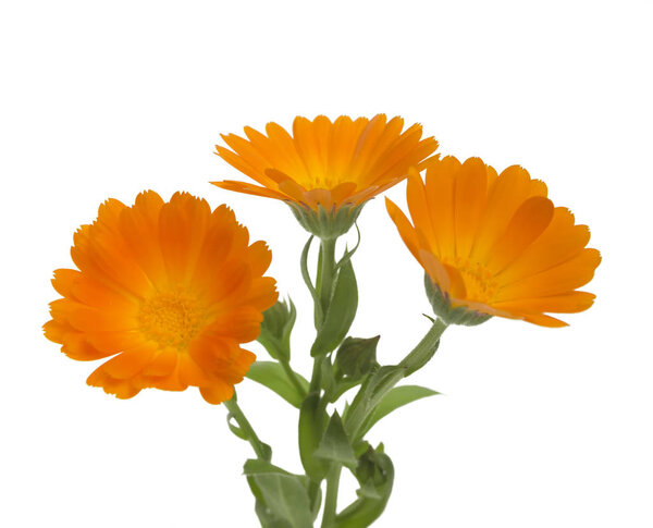 Половодье с листьями Календулы (Calendula officinalis, горшок мариголд, садовый мариголд, английский мариголд) на белом фоне с пространством для текста. Лекарственная трава. Селективный фокус
