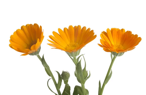 Flores con hojas Caléndula (Caléndula officinalis, caléndula de maceta, caléndula de jardín, caléndula inglesa) sobre un fondo blanco con espacio para texto. Hierba medicinal. Enfoque selectivo — Foto de Stock