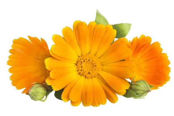 Fiori con foglie Calendula (Calendula officinalis, calendula, calendula da giardino, calendula inglese) su sfondo bianco con spazio per il testo. Erba medicinale. Focus selettivo — Foto Stock