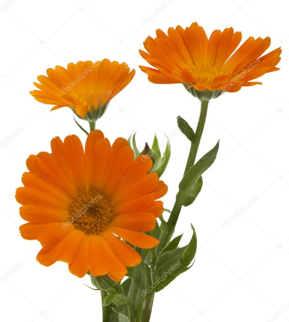 Flowers with leaves Calendula (Calendula officinalis, pot marigold, garden marigold, English marigold) on a white background with space for text. Medicinal herb. Selective focus