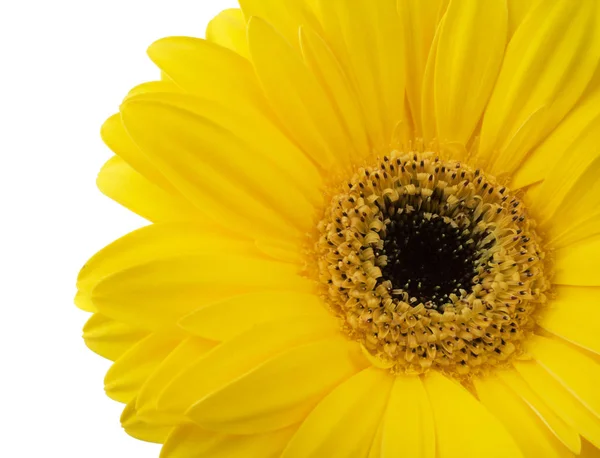 Una flor vibrante de gerberas amarillas brillantes que florece aislada sobre fondo blanco —  Fotos de Stock