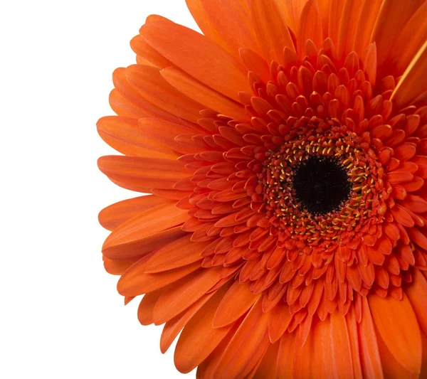 Vibrante flor de margarita gerbera naranja brillante que florece aislada sobre fondo blanco —  Fotos de Stock