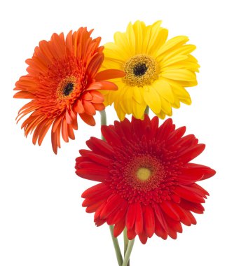 Beyaz arka plan üzerinde izole gerbera buketi çiçek