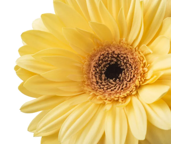 Vibrante flor de gerberas amarillas brillantes que florece aislada sobre fondo blanco —  Fotos de Stock