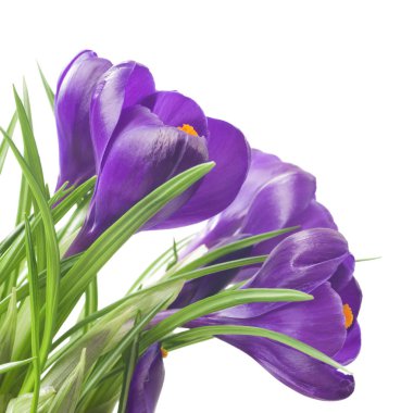 Beyaz arka planda - taze bahar çiçekleri güzel Iridaceae kapatın. Menekşe bitkisi çiçeği buketi. (seçici odak)