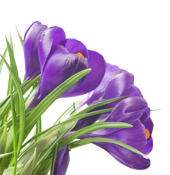 Beyaz arka planda - taze bahar çiçekleri güzel Iridaceae kapatın. Menekşe bitkisi çiçeği buketi. (seçici odak)