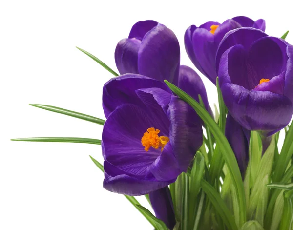 Nahaufnahme von schönen Krokussen auf weißem Hintergrund - frische Frühlingsblumen. violette Krokusblüten Strauß. (Selektiver Fokus) — Stockfoto