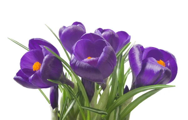 Nahaufnahme von schönen Krokussen auf weißem Hintergrund - frische Frühlingsblumen. violette Krokusblüten Strauß. (Selektiver Fokus) — Stockfoto