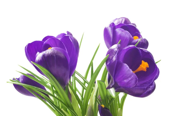 Nahaufnahme von schönen Krokussen auf weißem Hintergrund - frische Frühlingsblumen. violette Krokusblüten Strauß. (Selektiver Fokus) — Stockfoto