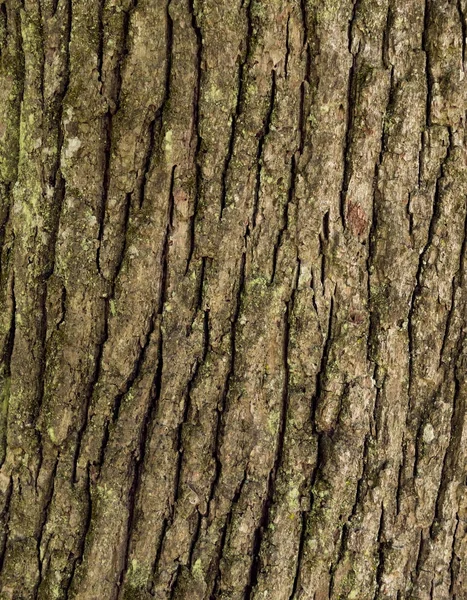Naturliga trädets bark planka konsistens. Obehandlade naturliga rustikt trä bakgrund, grov timmer växt yta. Väderbitna grunge. Bakgrundsstruktur trädet bark. Selektivt fokus — Stockfoto