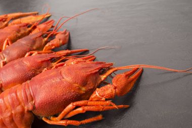 Haşlanmış kırmızı kerevides yemek hazır. Bira aperatif. Kerevit bira için. Kerevit taş kayrak koyu arka plan üzerinde kırmızı haşlanmış. Metniniz için kopya alanı ile sınır tasarlamak